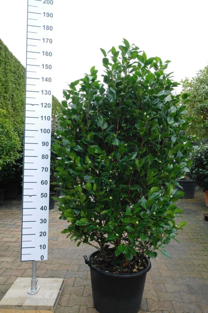 Camellia Japonica 'California'