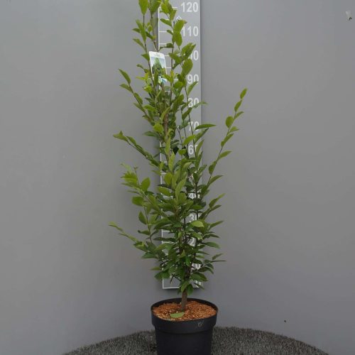 Carpinus Betulus Fastigiata