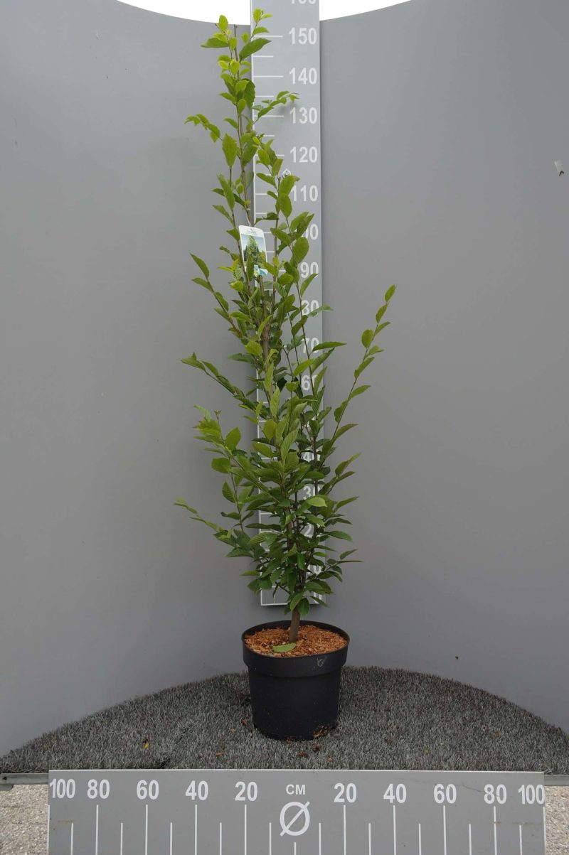 Carpinus Betulus Fastigiata