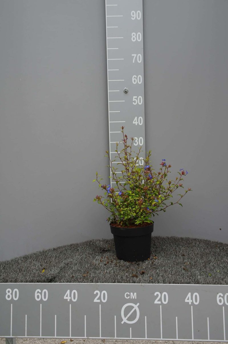 Ceratostigma Willmottianum