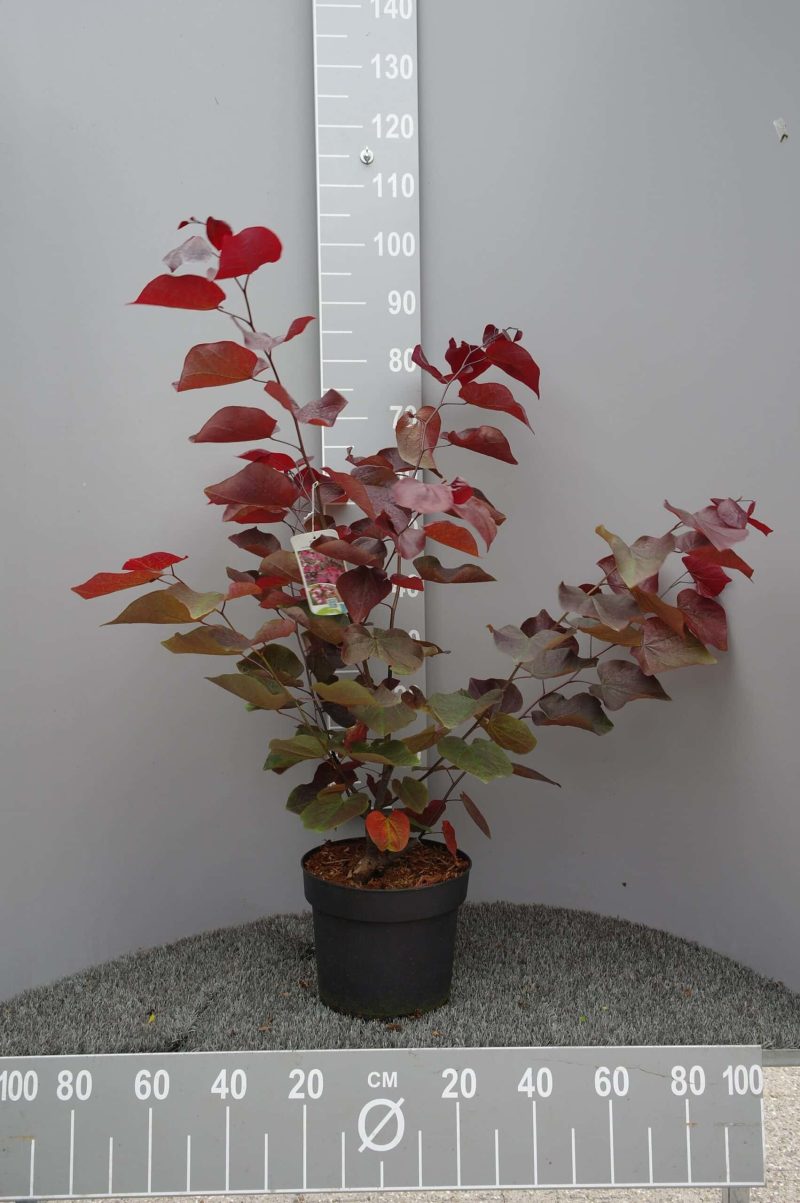 Cercis Canadensis Forest Pansy