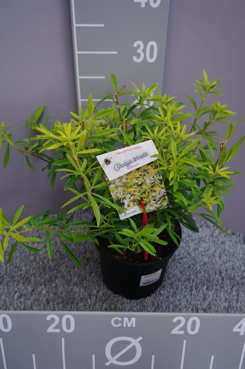 Choisya ternata 'Goldfinger'®