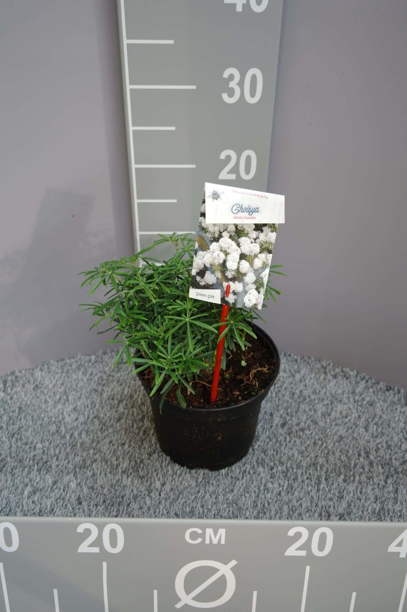 Choisya ternata ‘White Dazzler’