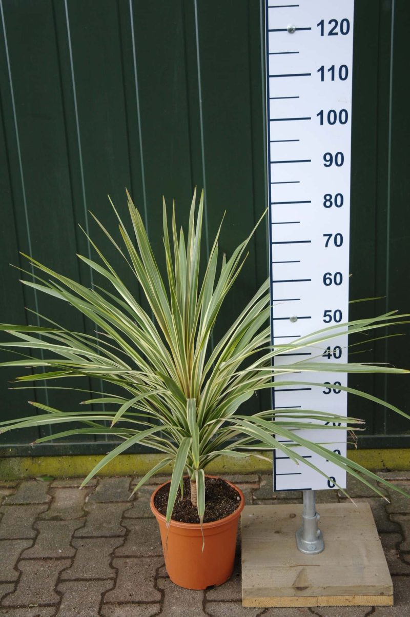 Cordyline Australis 'Pink Champagne'