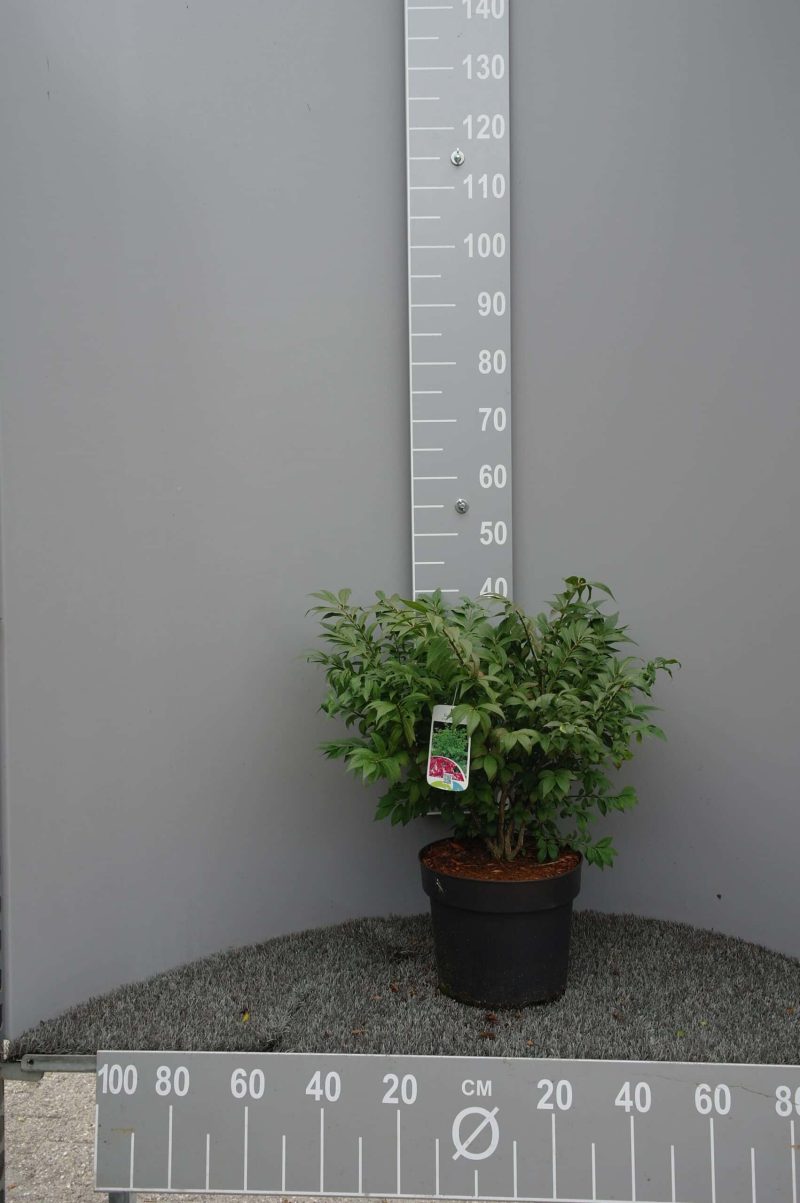 Euonymus Alatus Compactus