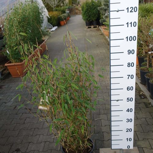 Fargesia spathacea ‘Red Zebra’® (Niet woekerende bamboe)