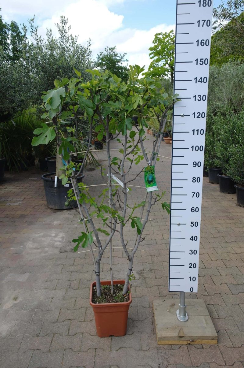 Ficus Carica 'Brown Turkey' op rek