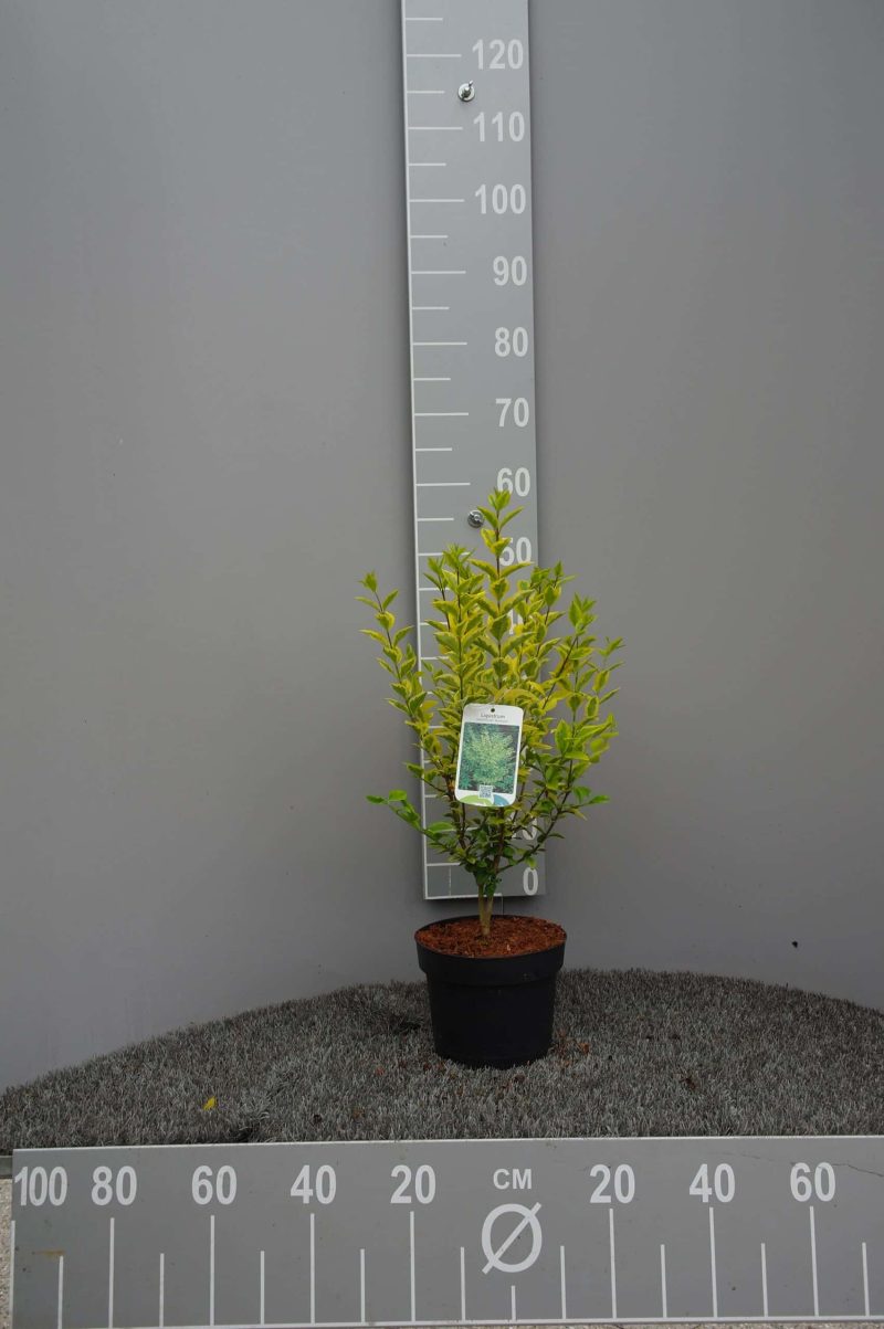 Ligustrum Ovalifolium Aureum