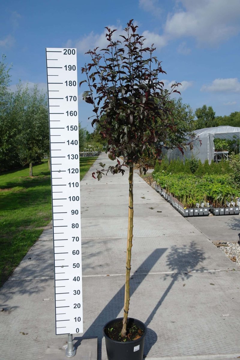 Malus 'Toringo Freja' sierappel