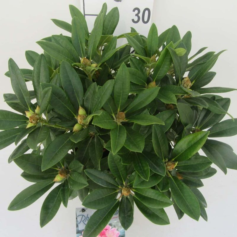 Rhododendron 'Yakushimanum Percy Wiseman' roze