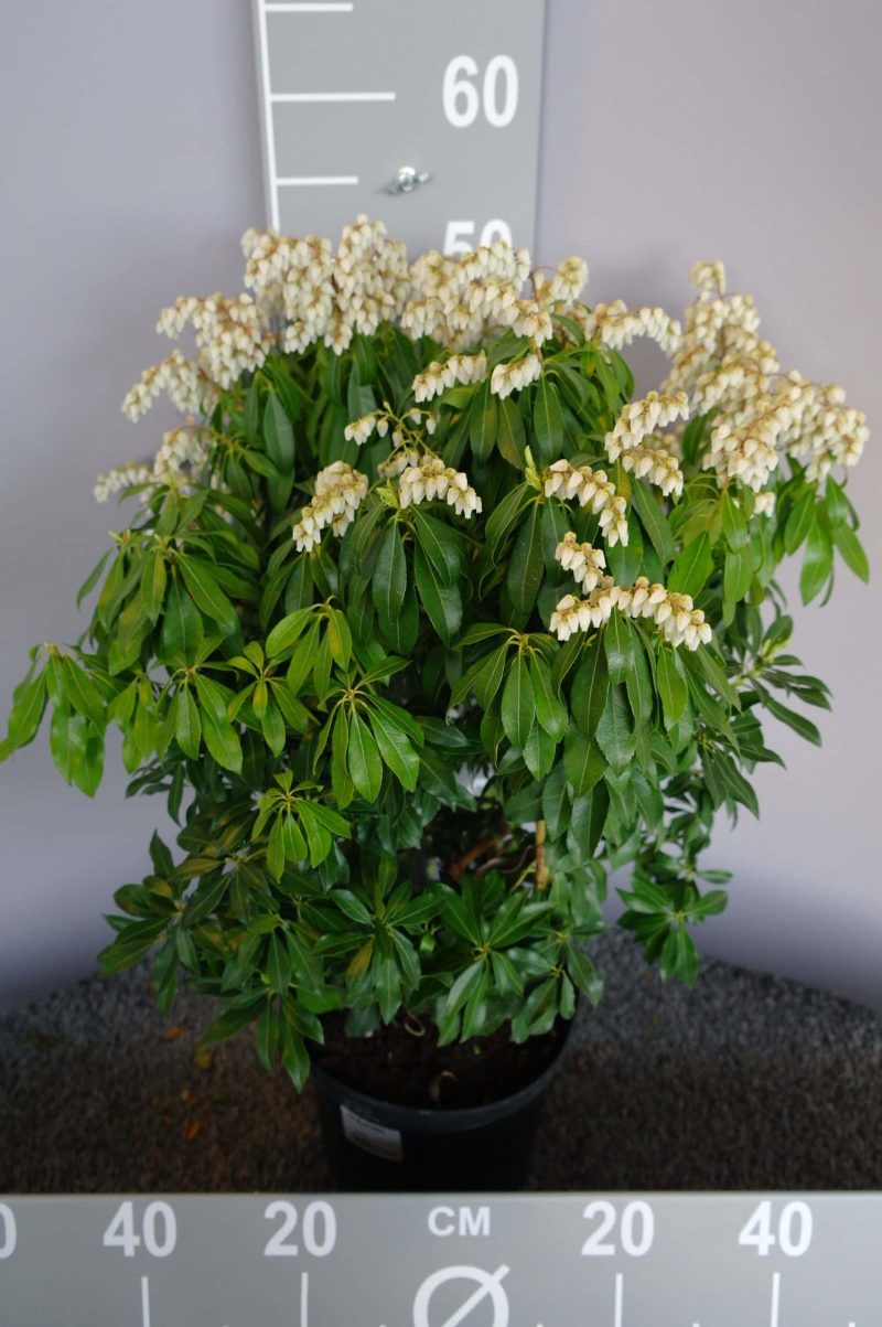 Pieris japonica 'White Cascade'