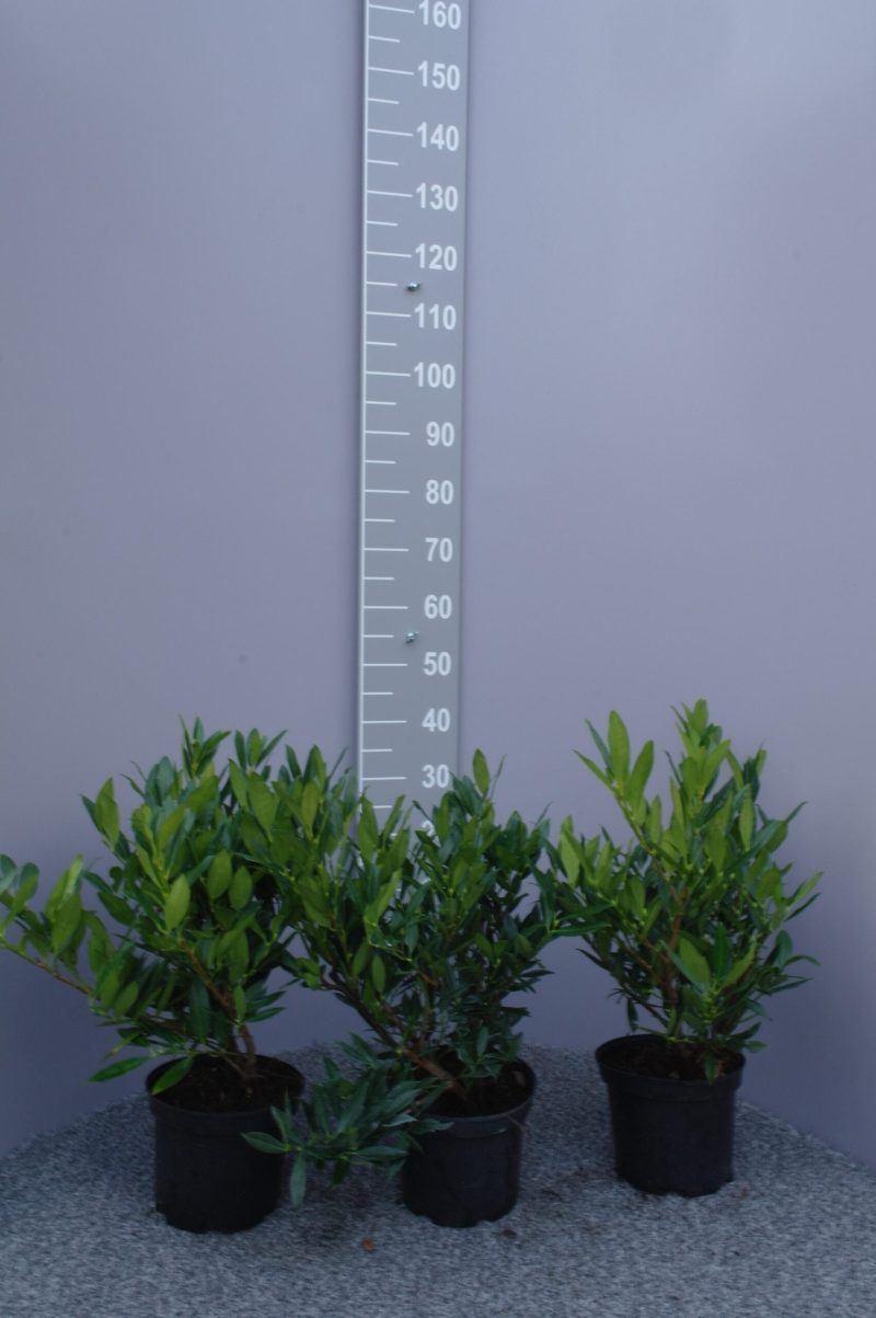 Prunus Otto Luyken