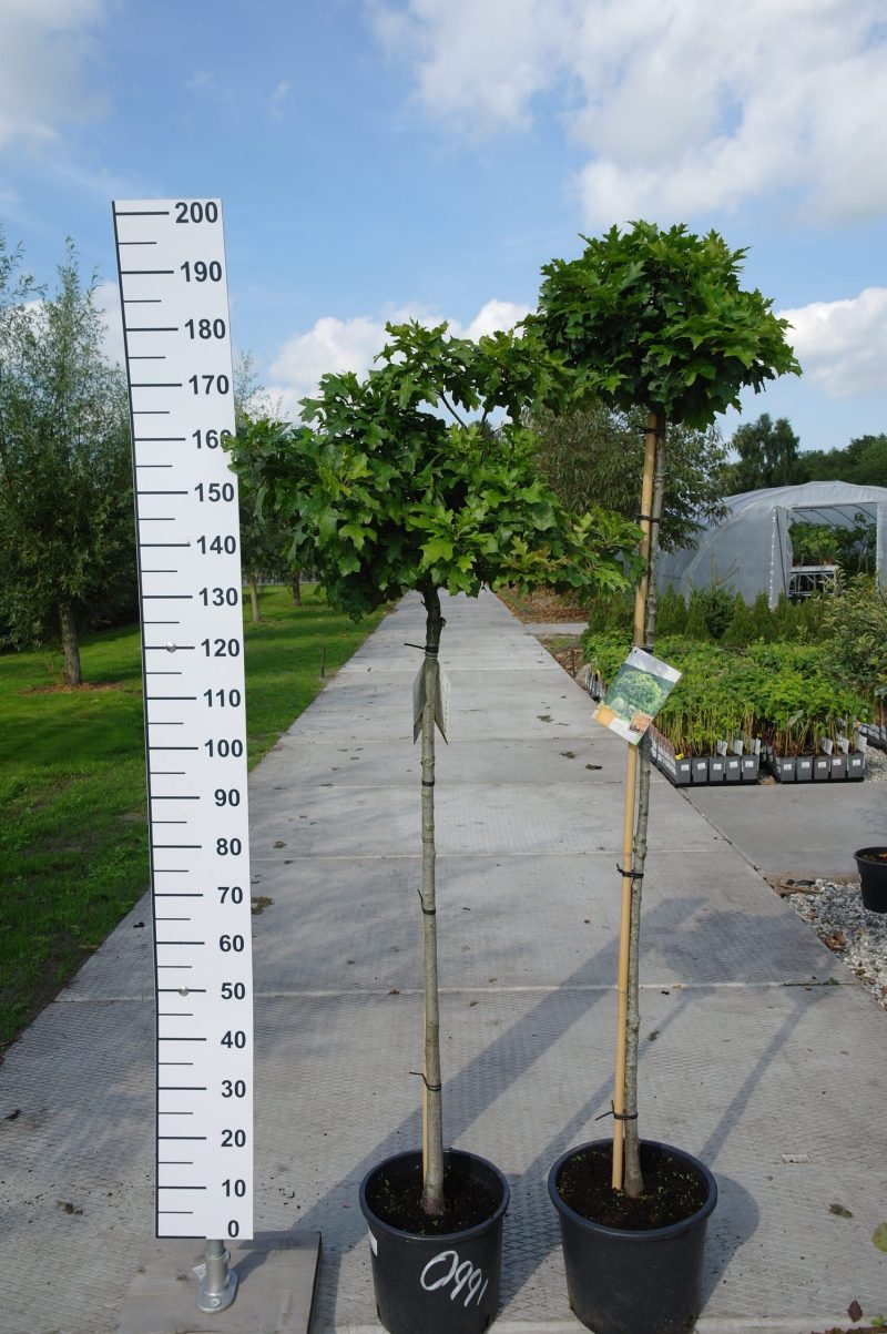 Quercus Palustris Green Dwarf