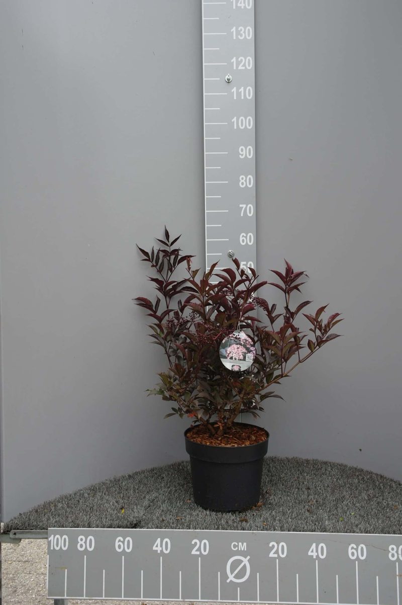 Sambucus Nigra Black Beauty