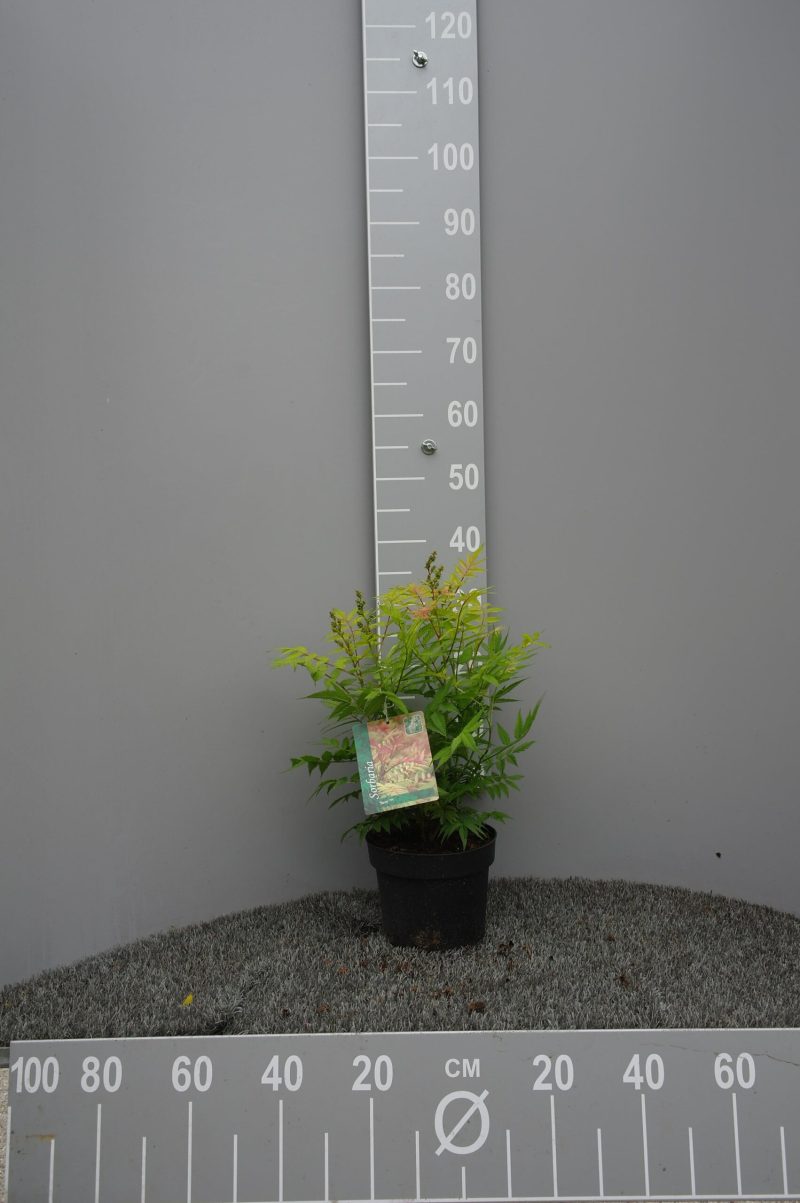 Sorbaria Sorbifolia Sem