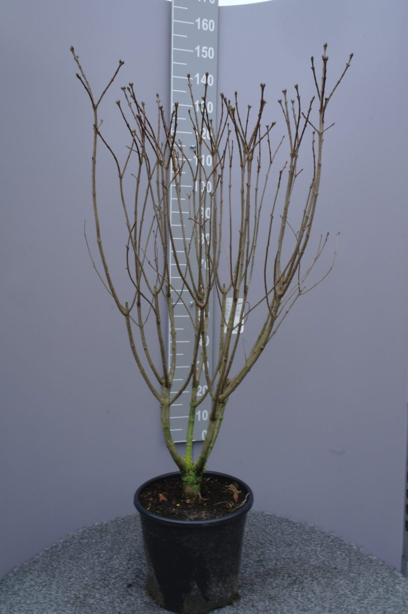 Sering vulgaris 'Andenken an Ludwig Spath'