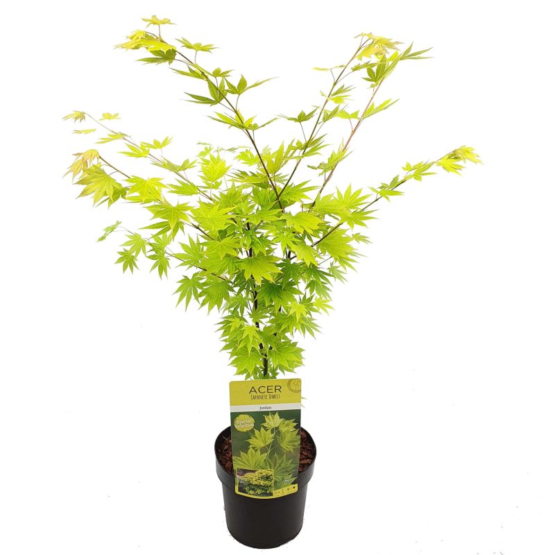 Acer shirasawanum 'Aureum' (Japanse esdoorn)
