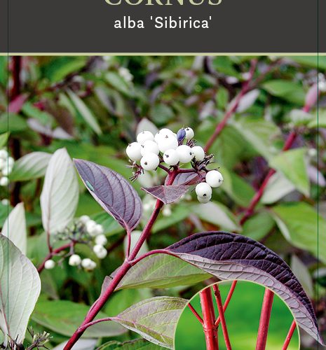 Cornus Alba 'Sibirica'
