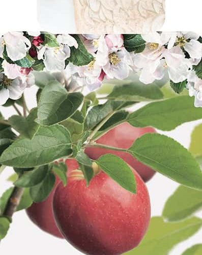 Malus Cox Orange Appel