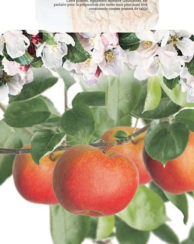 Malus Goudreinet Appel 'Rode Boskoop'