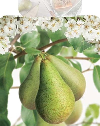 Pyrus communis 'Conference' perenboom