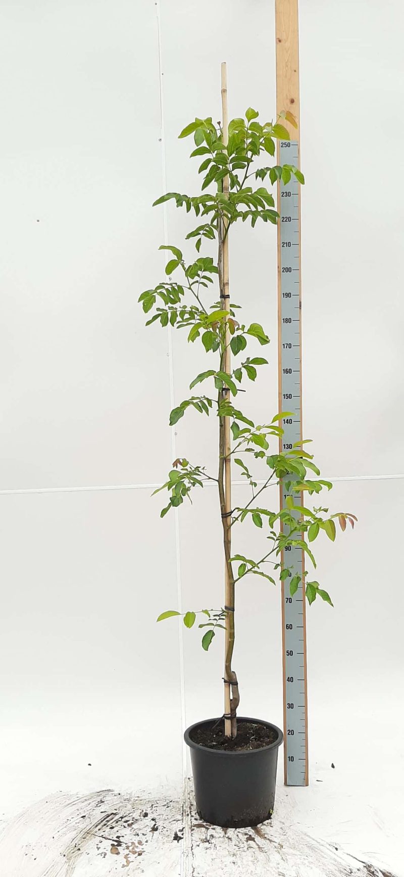 Juglans Regia Broadview - walnoot