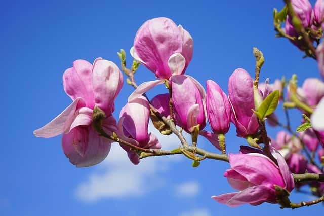 Magnolia snoeien (Beverboom)