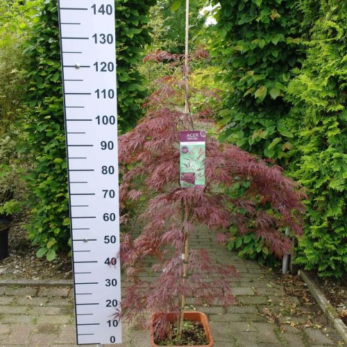 Acer Palmatum "Inabe-shidare" 14 liter