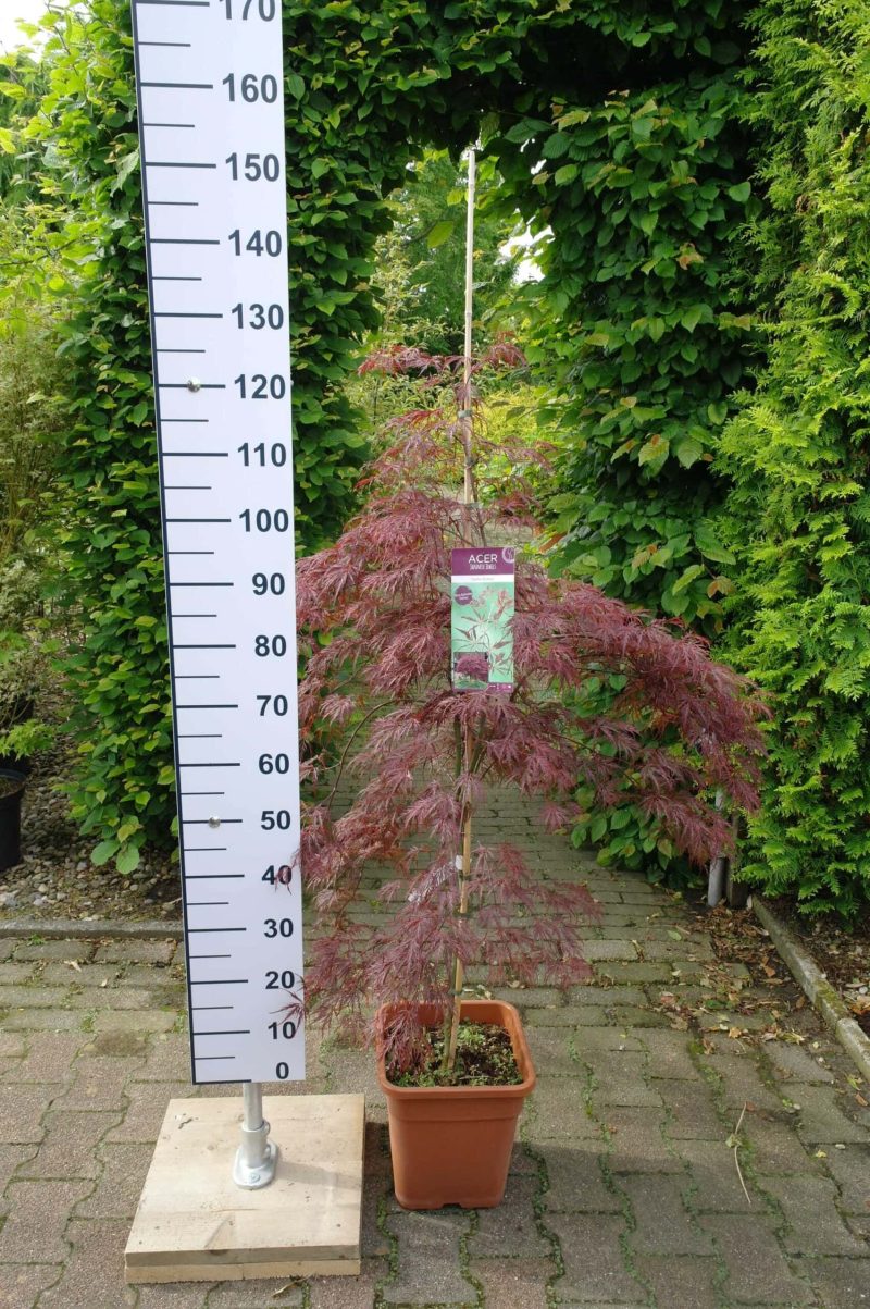 Acer Palmatum "Inabe-shidare" 14 liter
