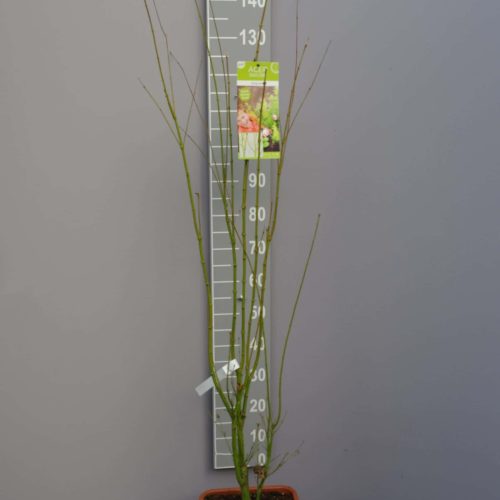 Acer palmatum 'Going Green' (Japanse esdoorn)