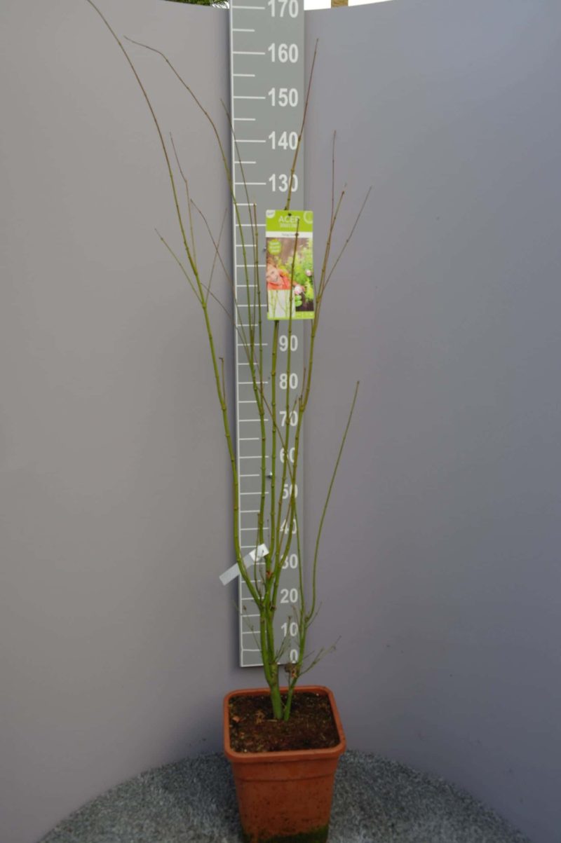 Acer palmatum 'Going Green' (Japanse esdoorn)