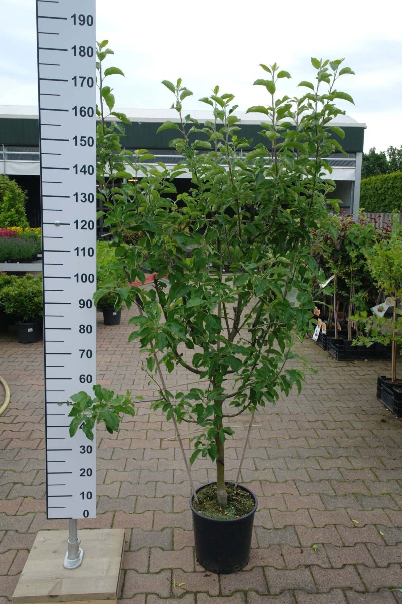 Malus Fuji