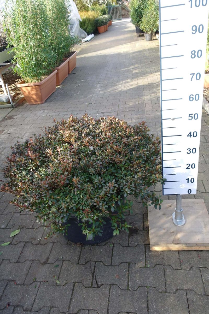 Azalea Japonica Arabesk