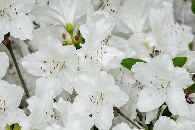 Azalea snoeien en onderhouden