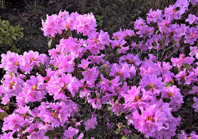 Azalea's snoeien