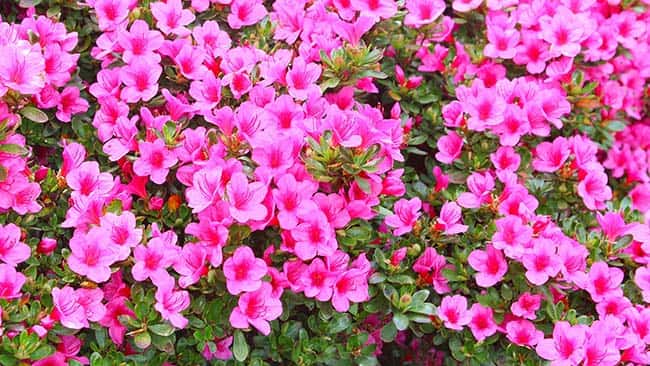 Azalea snoeien