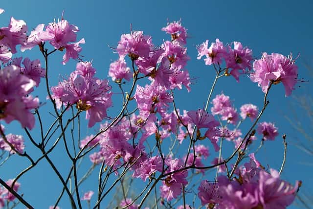 Azalea verzorging