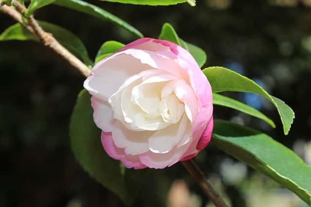 Japanse Camelia Japonica snoeien