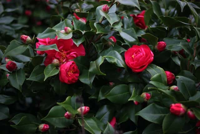 Verzorging van de Camelia in de winter