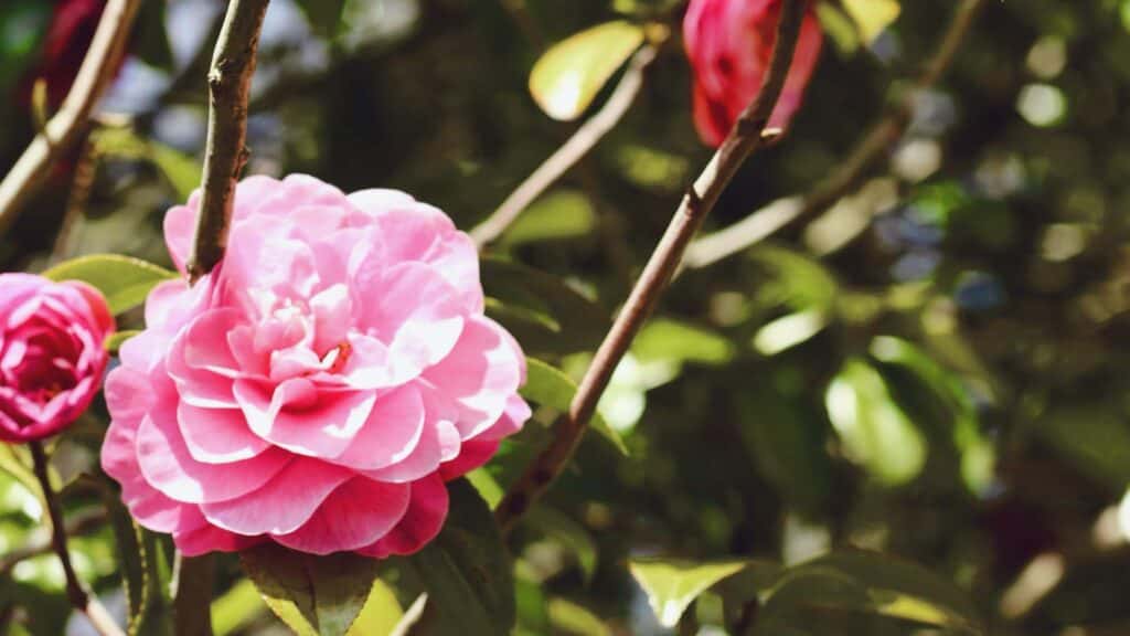 Waar en hoe de Camellia planten