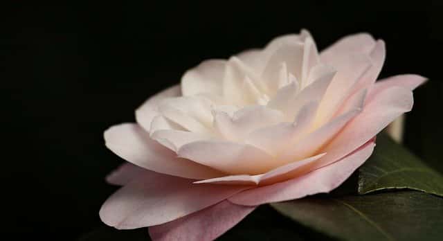 Camellia ziektes, schimmels en plagen