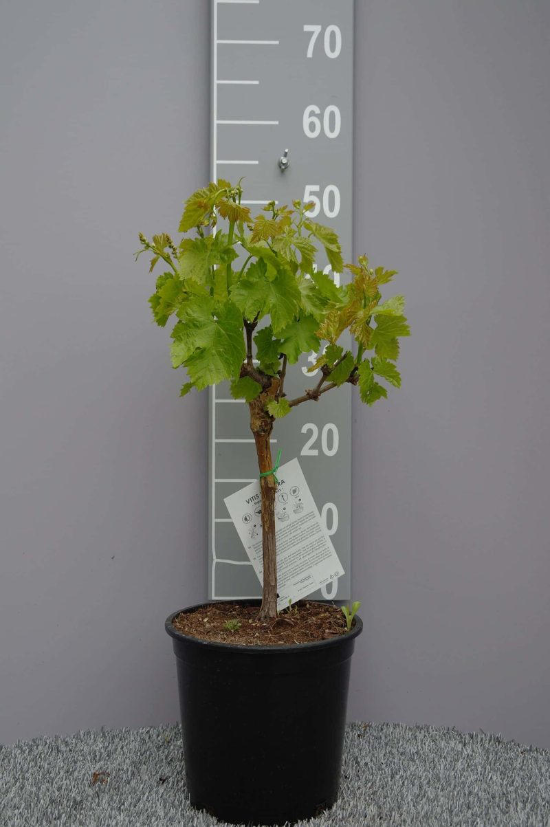 Vitis Vinifera 'Flame Seedless'