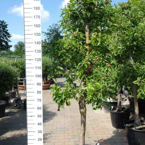 Malus domestica 'Elstar' oude appelboom