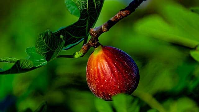 Ficus Carica snoeien