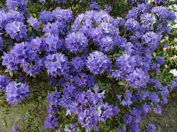 Stappen azalea snoeien