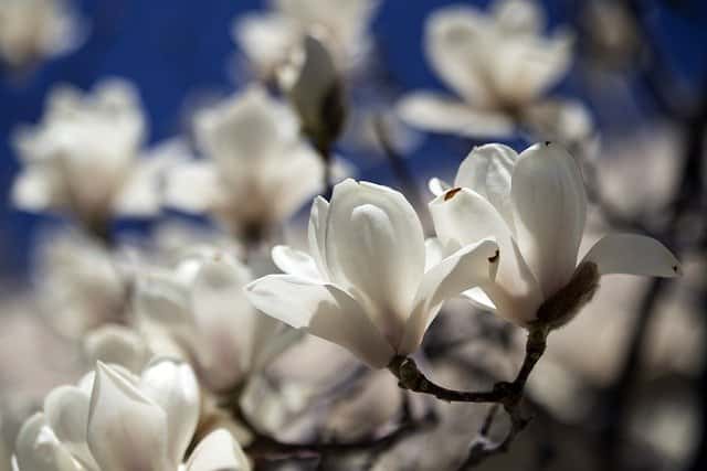 Magnolia planten in uw tuin