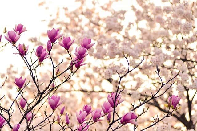 Magnolia Grandiflora en Soulangeana snoeien