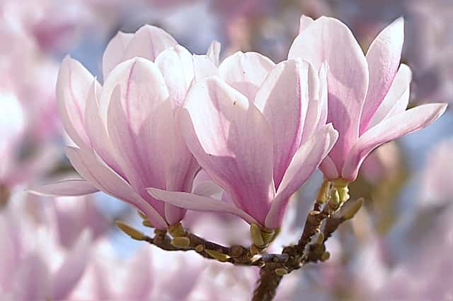 Magnolia verplanten