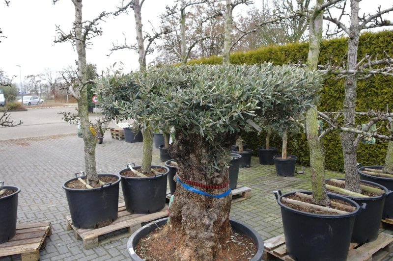 Olijfboom Olea Europea bonsai plat gesnoeid