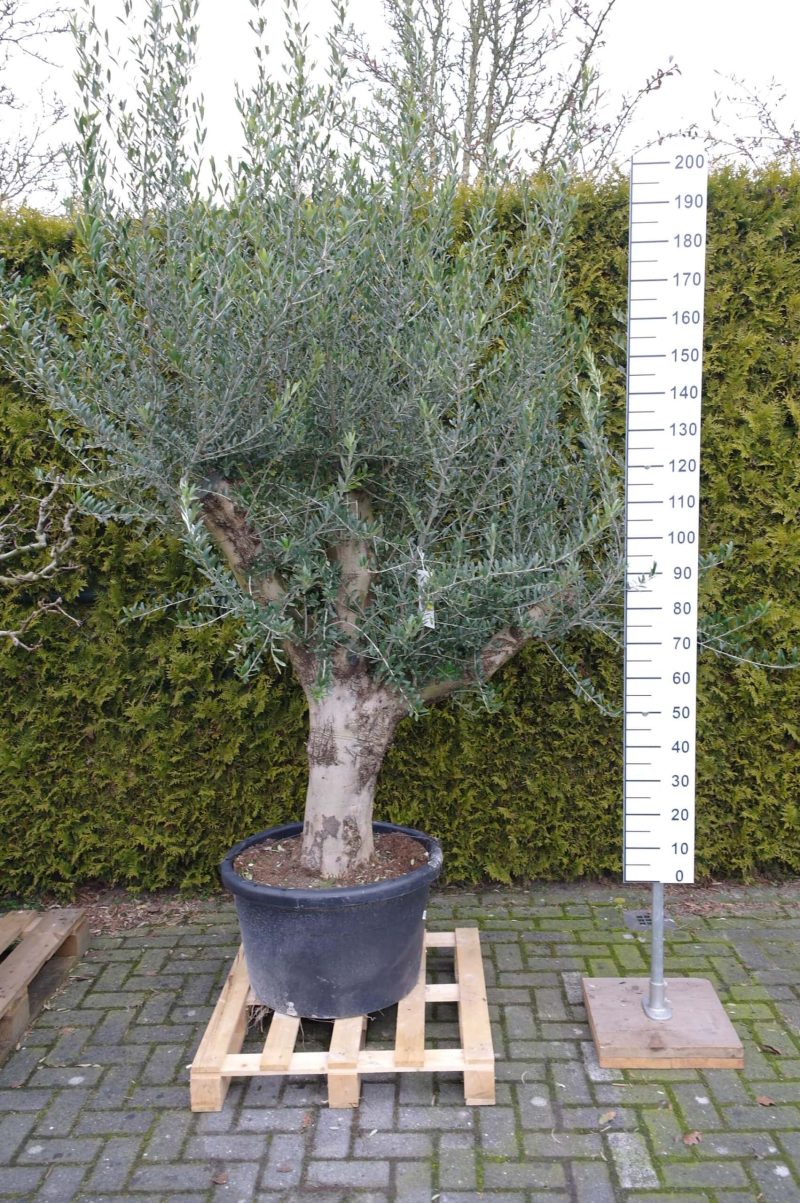 Olijfboom Olea Europea zwaar vertakt